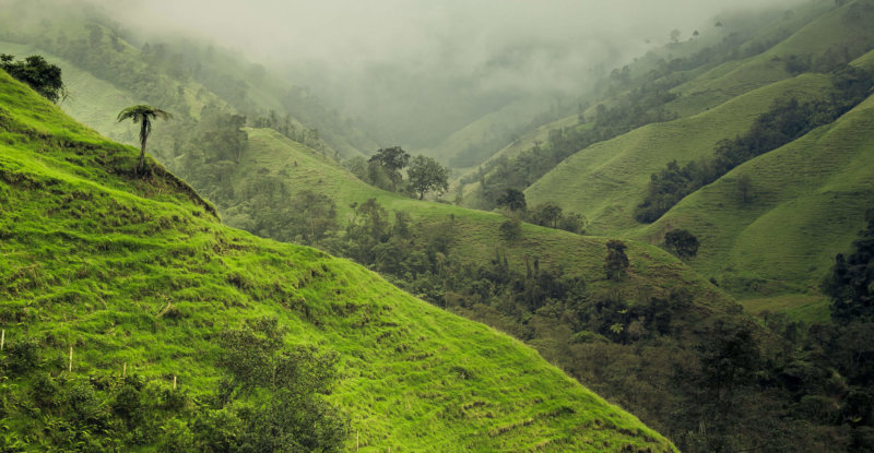 Colombian El Jardin Natural